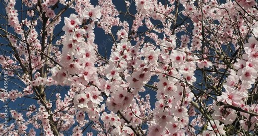 Almond tree (Prunus amygdalus), fruit tree with spreading branches covered in clusters of pink and purple flowers, offering a spectacular display of colors