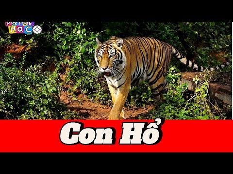 Tiger | Teaching children to learn animals in Vietnamese | Teaching Children to Learn