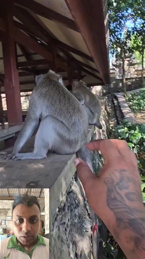 Monkey's Best Comedy Performance 🤣🐒 #funnymonkey #animallife #youtubeshorts