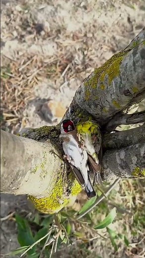 పచ్చని చిన్న స్టార్ ఇలా నిద్రపడుతుందా? 😱🐦🌙🟢 This Green Sleeping Bird Will Shock You!