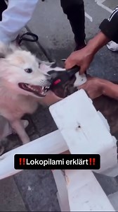 658K views · 5.2K reactions | Auf Twitch: Lokopilami gebe ich...