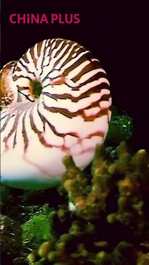 Nautilus: A "living fossil" of the ocean