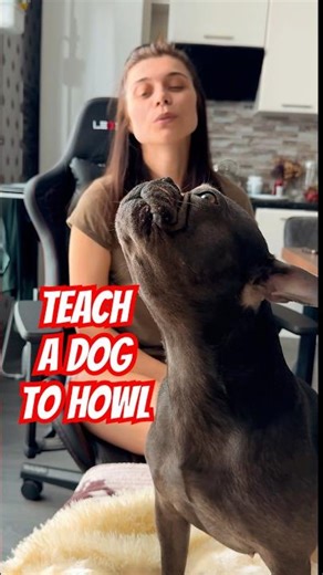 How to teach a dog to howl in 5 seconds❓Watch & smile 😃 #dog #puppy #frenchbulldog #howlingwind