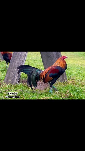 117K views · 6.9K reactions | Gilmore Hatch #SkylivGamefarm | Skyliv Gamefarm | Facebook