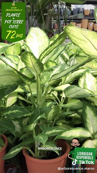 Plante Décorative Dieffenbachia - Offre Limitée!