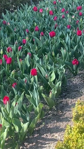 Un Oasis de Ciencia y Belleza en el Corazón de Madrid. #turismo