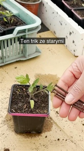 Ogrodnicy nie wyrzucają starych gwoździ – odkryj dlaczego!