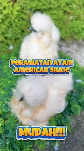 American Silkie Chicken Care Tips #ornamentalchicken #silkie #americansilkie