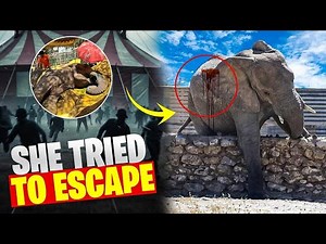 What Happened to Tyke the Elephant? The Full Story