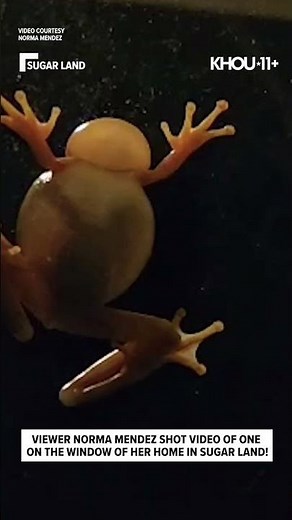 Ever see this angle of a croaking frog?