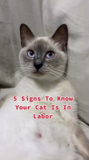 Signs To Know Your Cat Is In Labor
