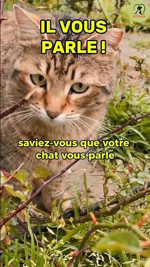 Your cat talks to you with its ears