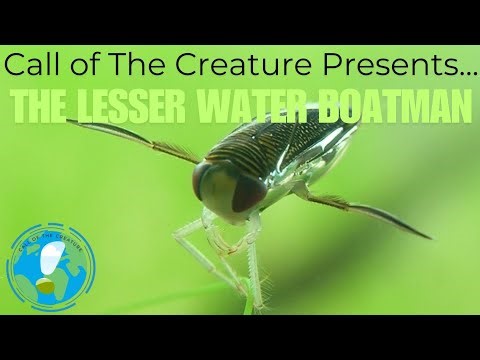 AquaLife: The Lesser Water Boatman
