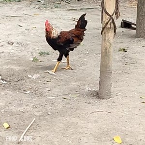 Fresh Meat | MEME | All my frnds are toxic meme #meme #toxicmeme #food | FOOD KHOR