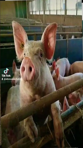 PIG SWINE FARMING AND MANAGEMENT FOR BEGINNERS