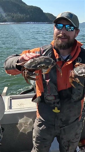 1st Dungeness Crabs of 2026! 🦀🔥 #juneau #alaska #dungenesscrab #crabbing #teamkailyn #shorts