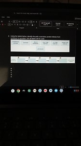 Using the labels below, identify the path a secretory protein f... | Filo