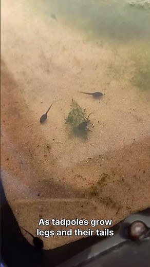 Frog Lifecycle Revealed