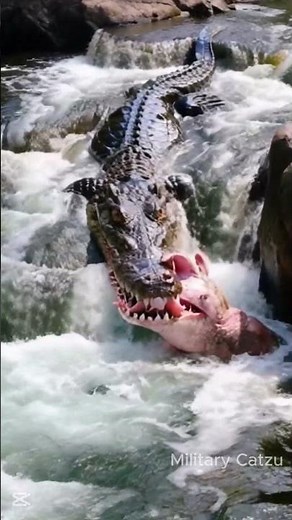 crocodile eat pig in stream