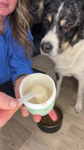 Improve Your Dog's Breath with Breath Buddy Powder