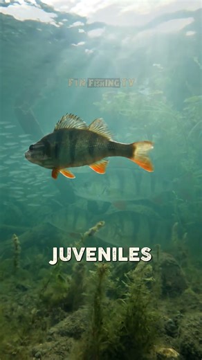 European Perch (Perca fluviatilis) 🎣
