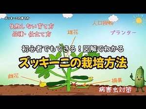 ズッキーニの育て方完全ガイド｜図解で初心者にもわかる栽培のコツを徹底解説！