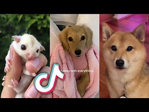 The CUTEST ANIMALS from TIKTOK to CHEER YOU UP...