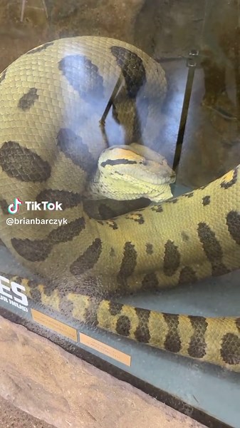 Las Anacondas: Mis Serpientes Favoritas