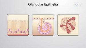 Video: Epithelial Tissues and Their Functions