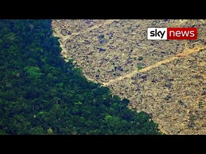 Deforestation in Amazon soars to highest in decade