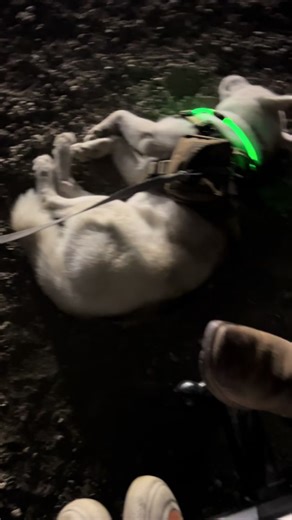 Nappin thru all the madness in pure bliss #topdog