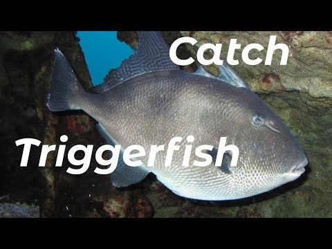 How To Catch Grey Triggerfish (Shore Fishing UK and Europe) - Sea Fishing Tutorial