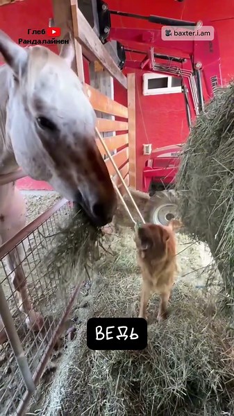 Baxter the Dog and Charlie the Horse 🤗
