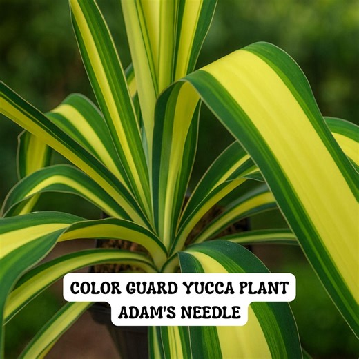 Color Guard Yucca Plant, Variegated Adam’s Needle, Drought Tolerant Foliage, Yellow-green Stripes, Quart Pot - Etsy