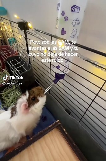 Understanding Guinea Pig Noises at 4 AM