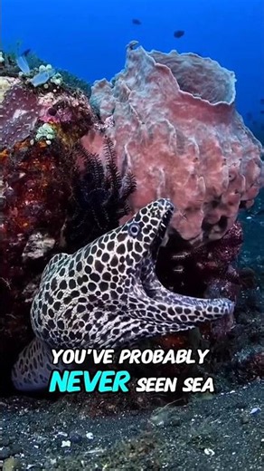 These Ocean Predators Look Like Monsters 🐟