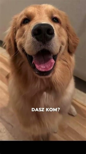 Zrób dobry dzien pieskowi ❤️‍🩹🥺