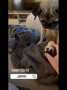Watch Puggy receiving their gifts! Pugs playing with pug toy on Amazon Live