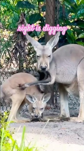 This baby kangaroo surprised us 🦘🥹