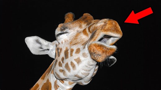 Listen Closely The Surprising Sound of a Giraffe’s Voice