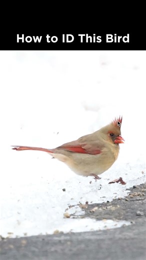 Can you identify this bird?