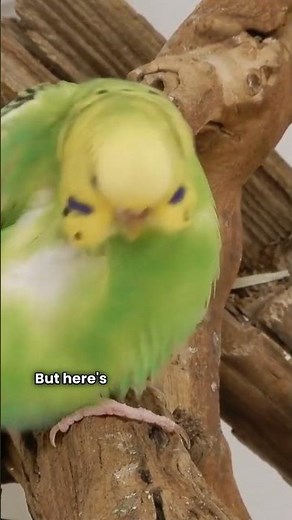 This Parrot’s Mating Call Travels 5KM - You Won’t Believe the Sound! 🔊 #shorts #viral #animals