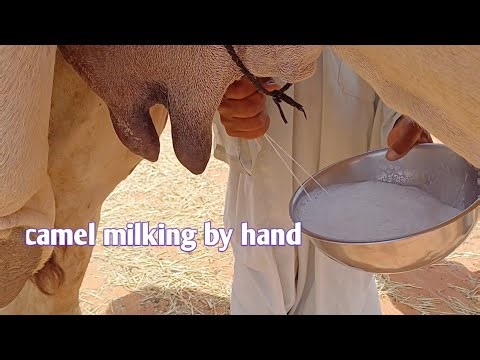 camel milking by hand camel milk Saudi Arabia camel milk video