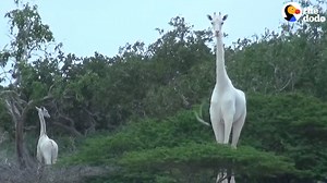 This giraffe and her baby are completely white — and it's so rare to see them 😍 | The Dodo