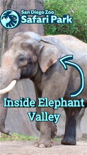 The Making Of Elephant Valley 📹