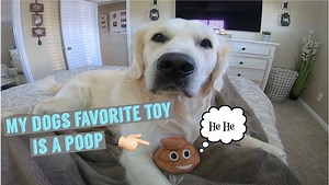 Charlie is obsessed with his poop toy. An oldie but goodie of the magical love affair of Charlie and his farting poop toy LOL | Charlie The Golden
