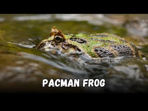 Pacman Frog Care Guide: Buying Cost, Diet & Complete Beginner Care Sheet Explained