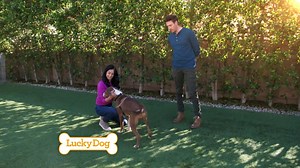 1.7K views · 122 reactions | Today on a new episode of Lucky Dog! After being rescued from the shelter, Lexi, London and Reggie prove to be welcome additions for three different families of four. | Lucky Dog | Facebook