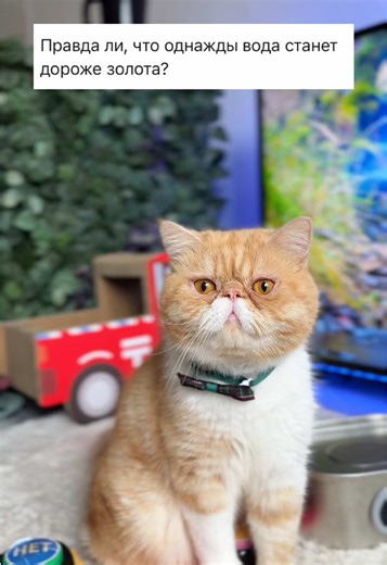 Adorable Cat Hariton: Useful Tips & Tricks