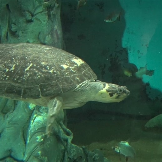 12K views · 549 reactions | Ready for a Zen moment? Just thirty seconds with Onassis is all you need. 律‍♂️ We open at 9:30am. Buy your tickets online and save https://bit.ly/mkezootix | Milwaukee County Zoo | Facebook